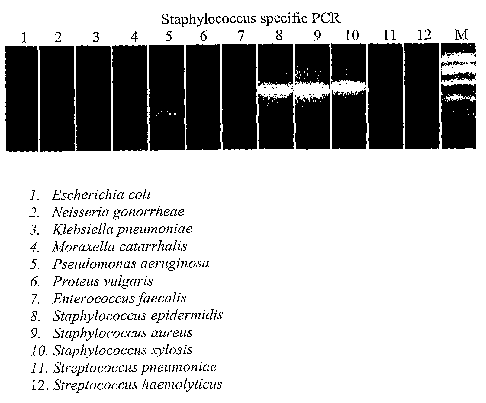 Methods for simplifying microbial nucleic acids by chemical modification of cytosines