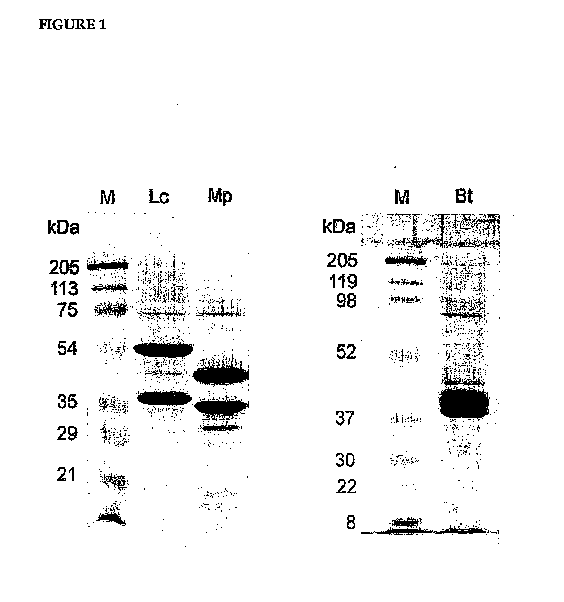 Assay for Ligands of the Ecdysone Receptor