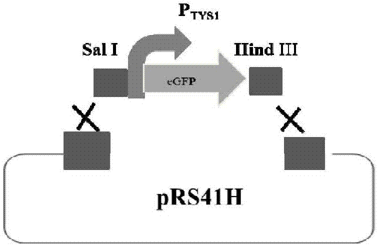 Method for regulating and controlling expression level of saccharomyces cerevisiae genes by using terminators