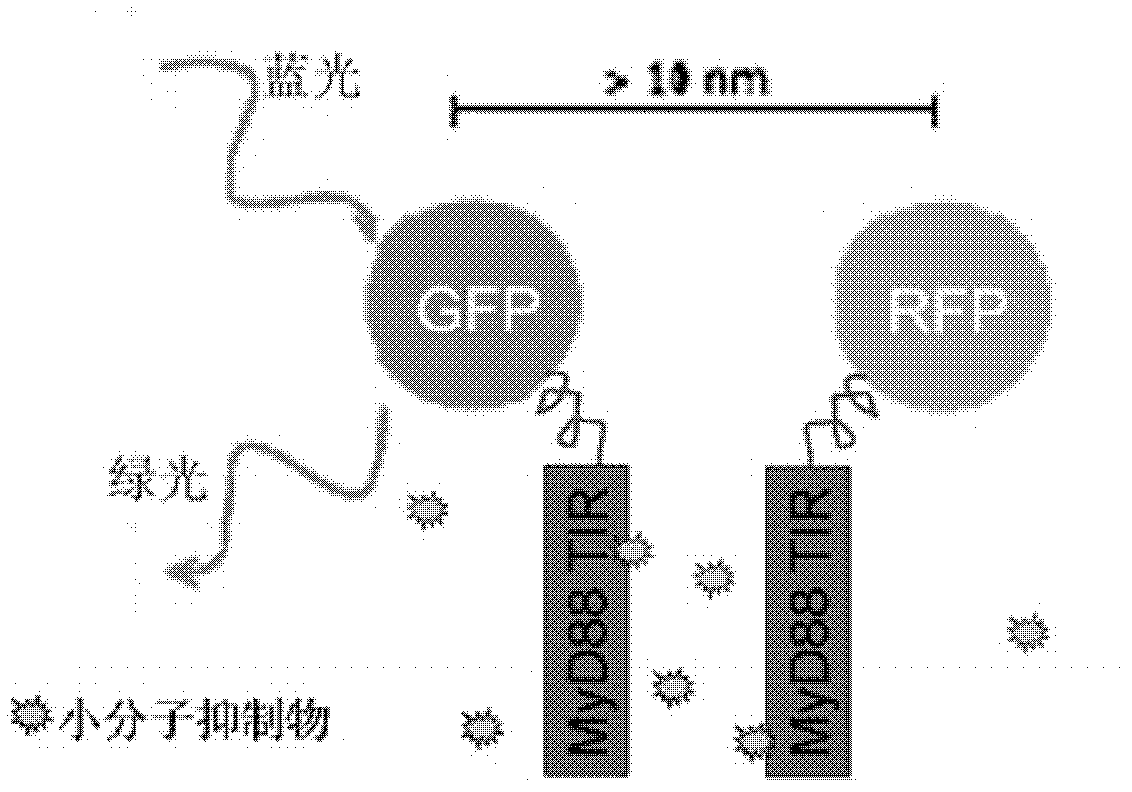 Anti-inflammatory inhibitor screening model taking MyD88TIR (myeloid differentiation primary response protein 88 Toll/interleukin-1 receptor) dimerization as target point and application thereof