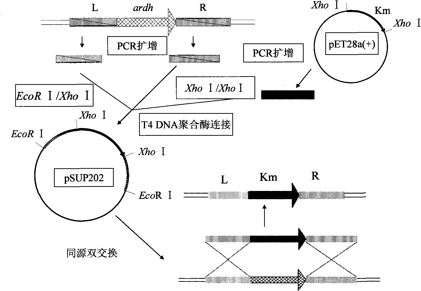 Gluconobater oxydans genetic engineering strain and construction method thereof