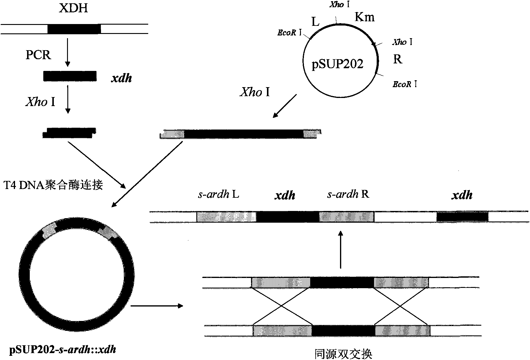 Gluconobater oxydans genetic engineering strain and construction method thereof