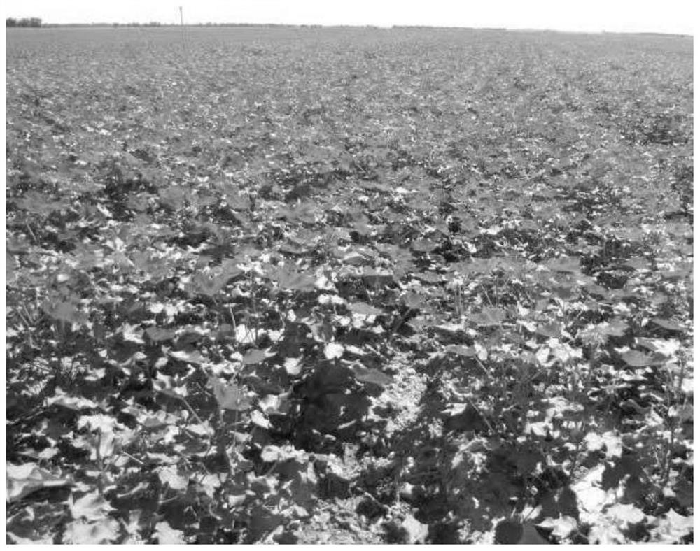 A saline-alkali land improver and its application in saline-alkali land improvement for planting cotton