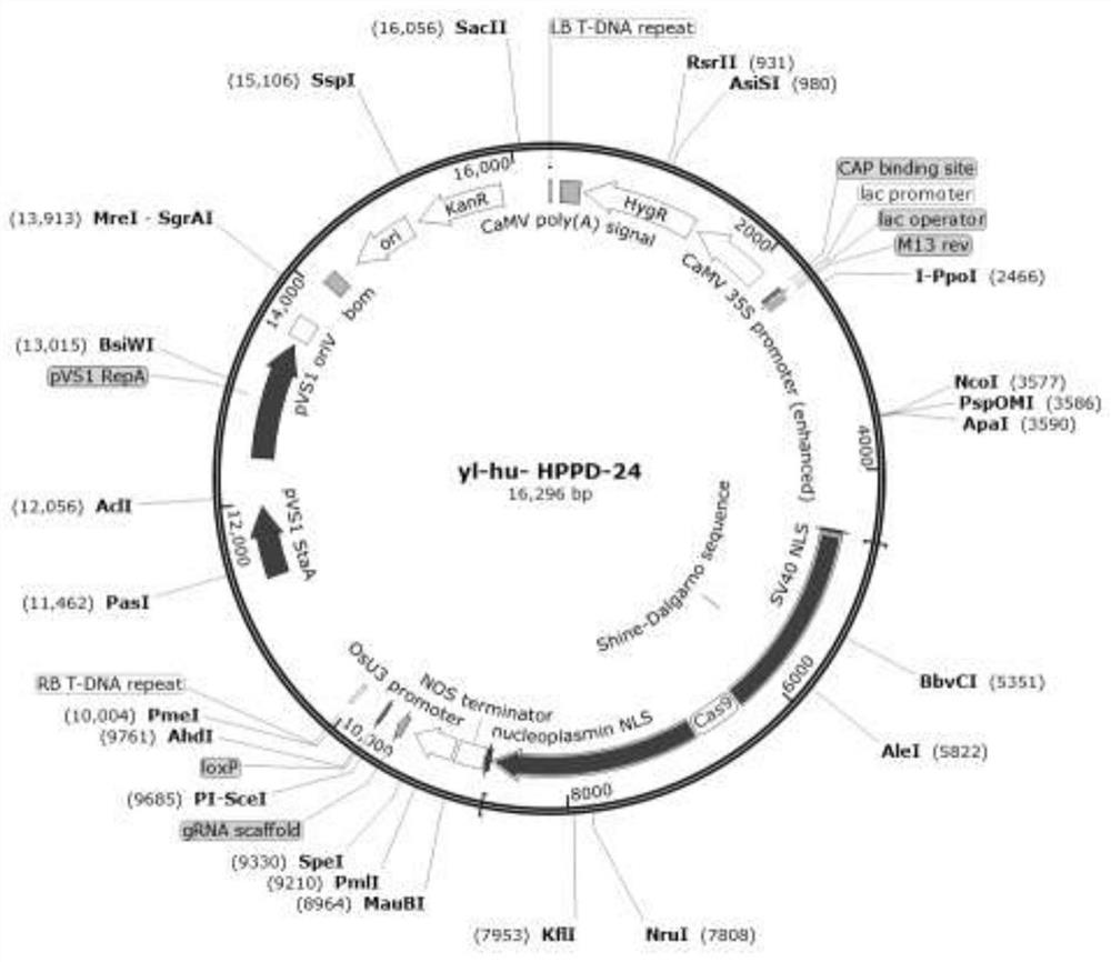 Method for improving resistance of rice to HPPD inhibitor herbicides through gene editing, and special sgRNA used therein