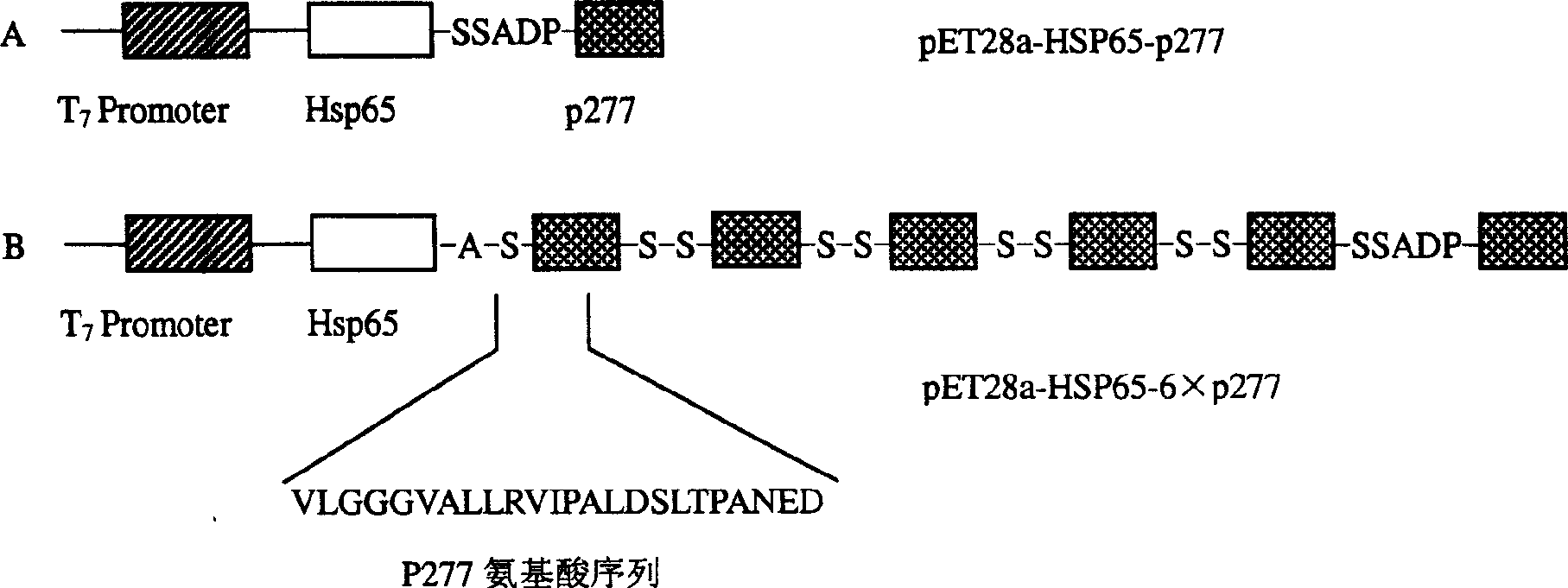 Immunological adjuvant with immunity vegulating agent for treating and preventing diabetic from insulin-dependent