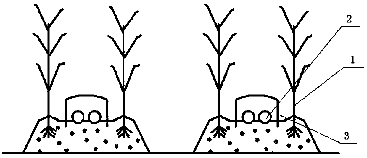 A method for interplanting high-temperature edible fungi with sugarcane