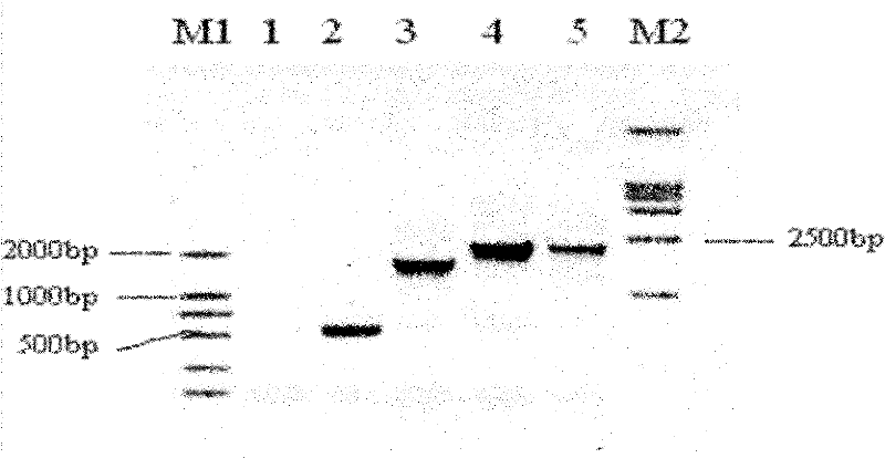 Vibrio paraheamolyticus bivalent DNA vaccine as well as preparation method and application thereof