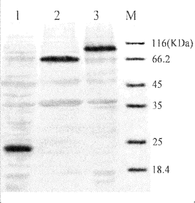 Vibrio paraheamolyticus bivalent DNA vaccine as well as preparation method and application thereof