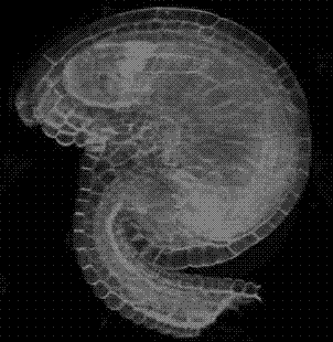 Method of quickly observing ovule morphology and counting number of outer integument cells of arabidopsis thaliana