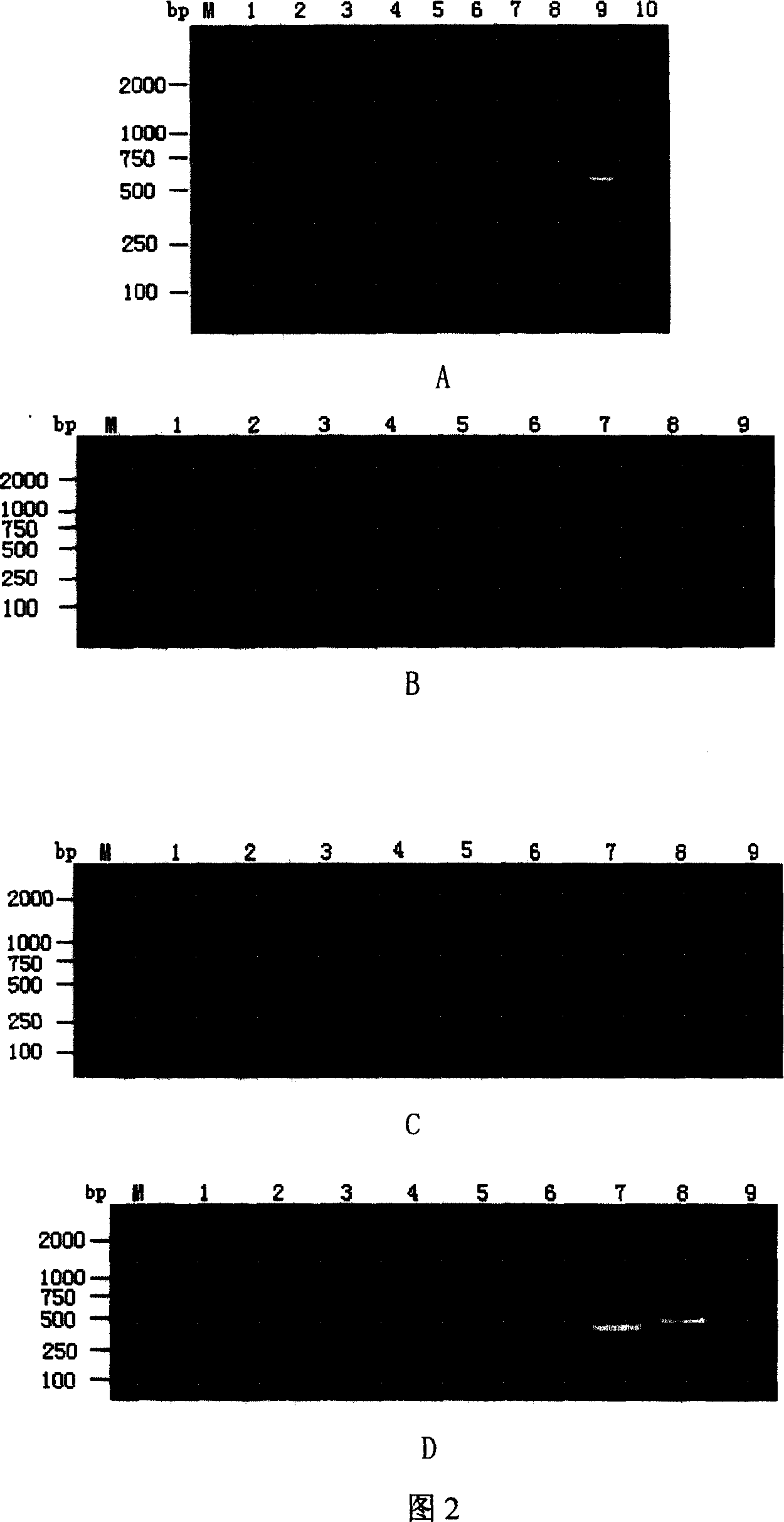 Primer system and method for detecting and analyzing avian influenza virus