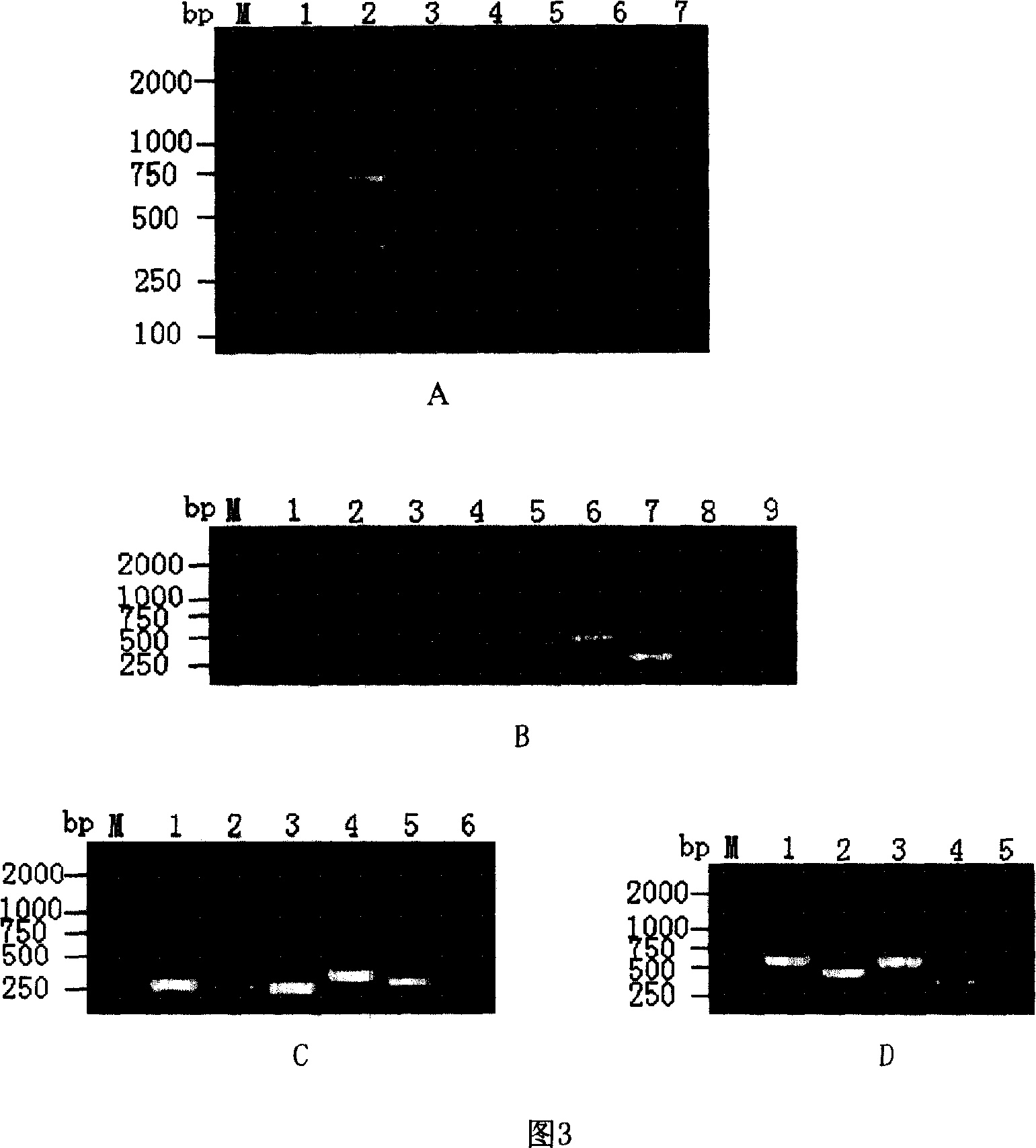 Primer system and method for detecting and analyzing avian influenza virus