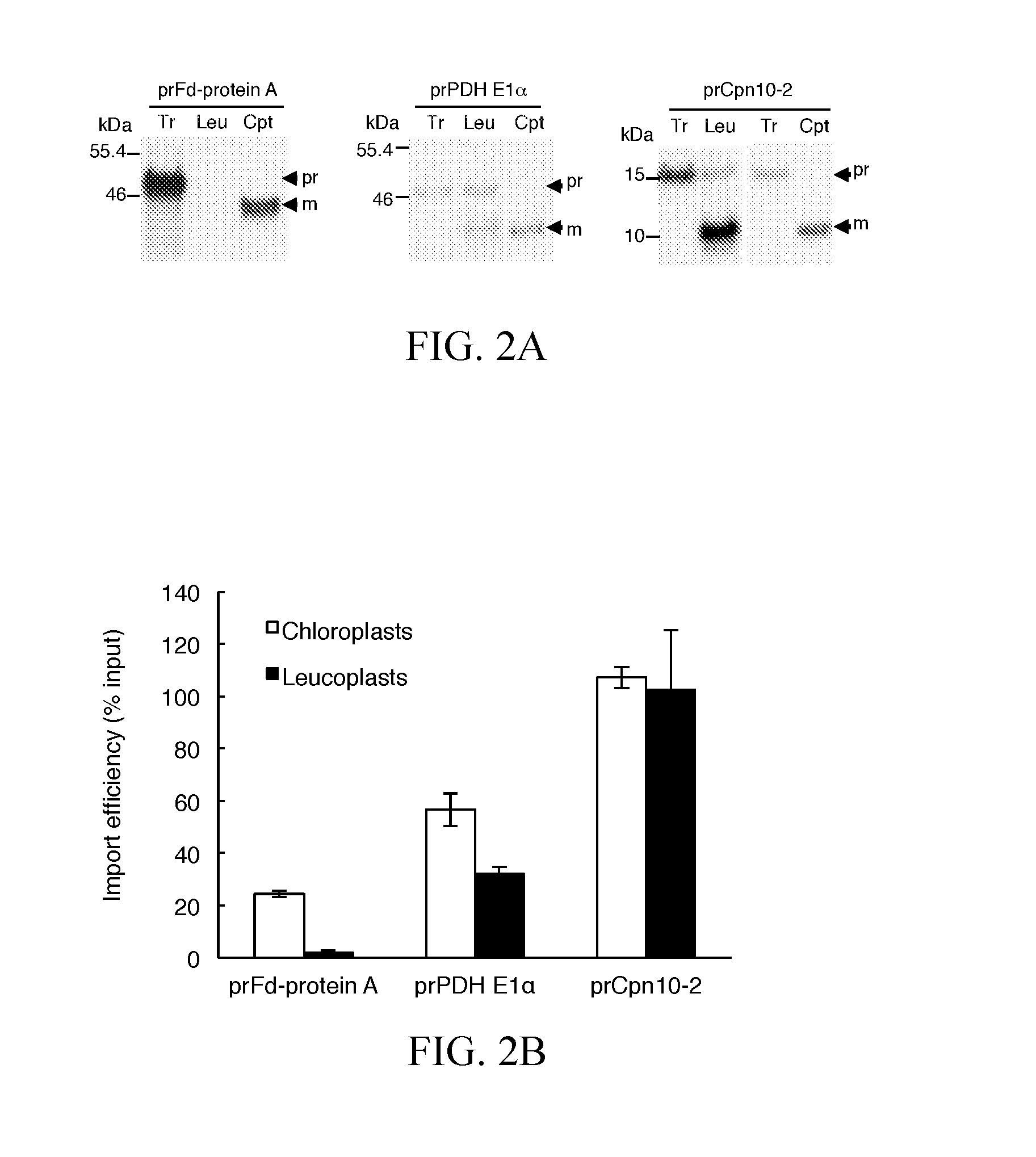 Method for high efficiency protein delivery into plastids