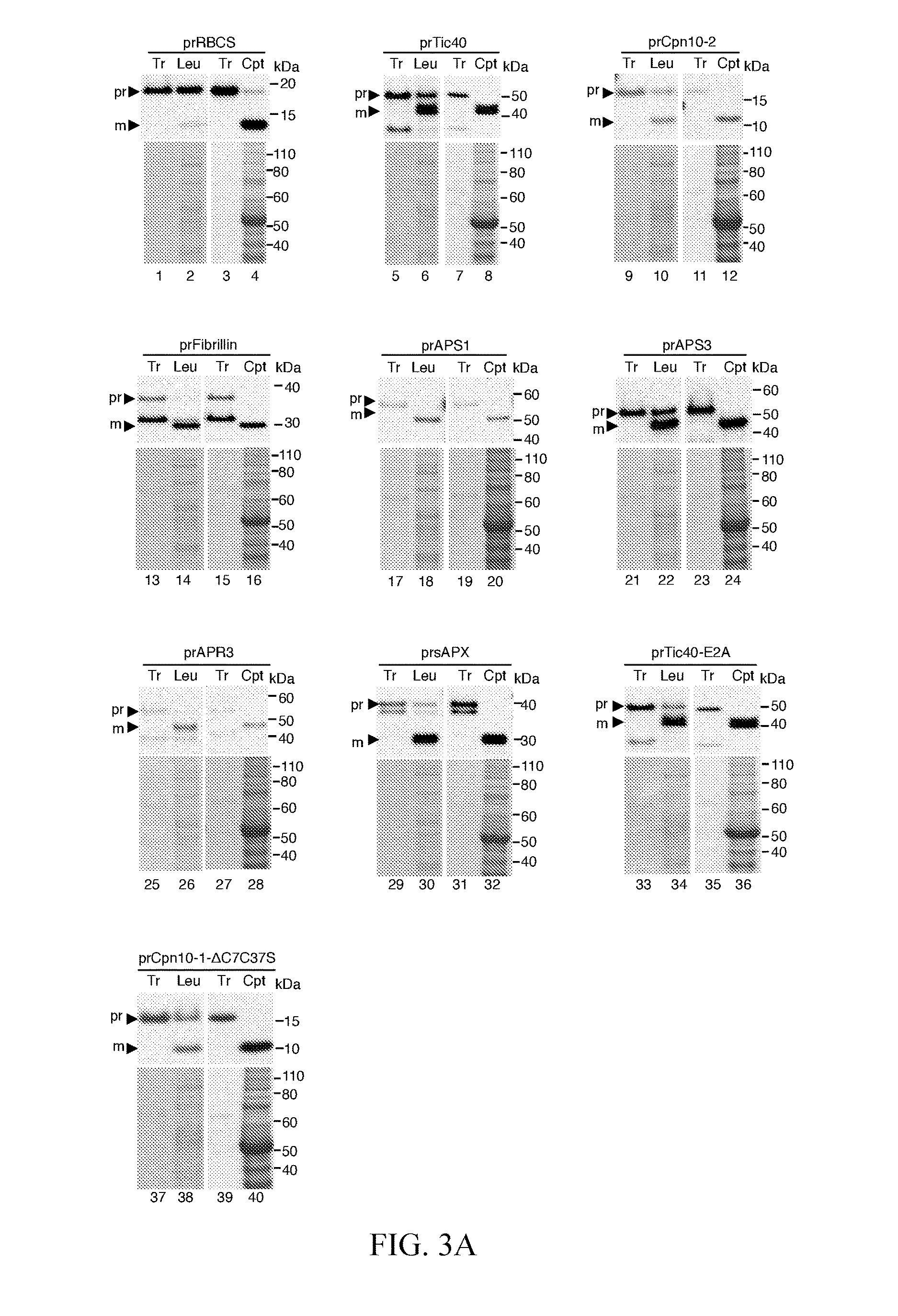 Method for high efficiency protein delivery into plastids