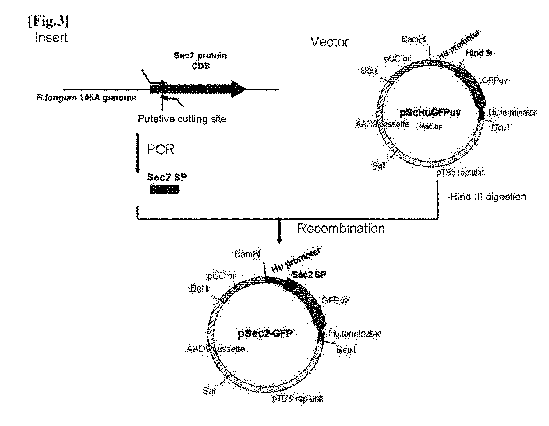 Transfection vector