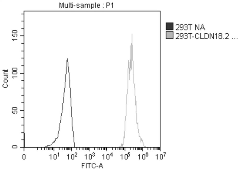 Immune cell for expressing cytokine receptor fusion type chimeric antigen receptor and application thereof