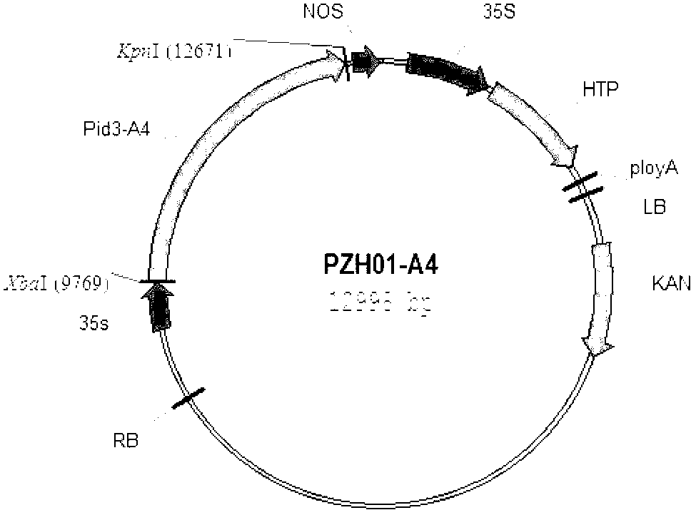 Rice blast disease-resisting protein, coding gene and application thereof