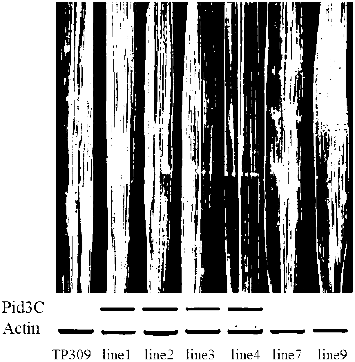 Rice blast disease-resisting protein, coding gene and application thereof