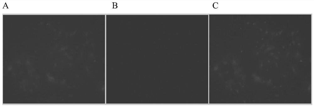 A method for isolating and culturing alveolar type II epithelial cells of naked mole rats