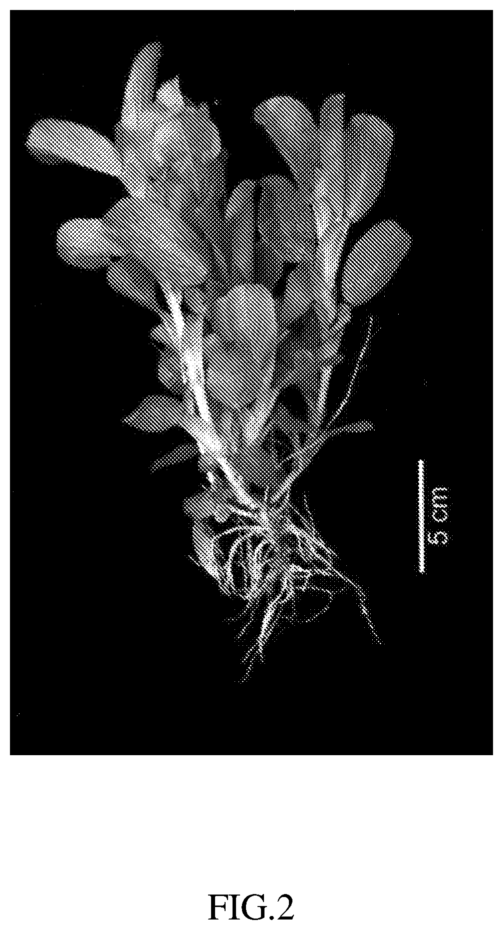 Cultivated legume species ononis alopecuroides as a novel food source for livestock animals