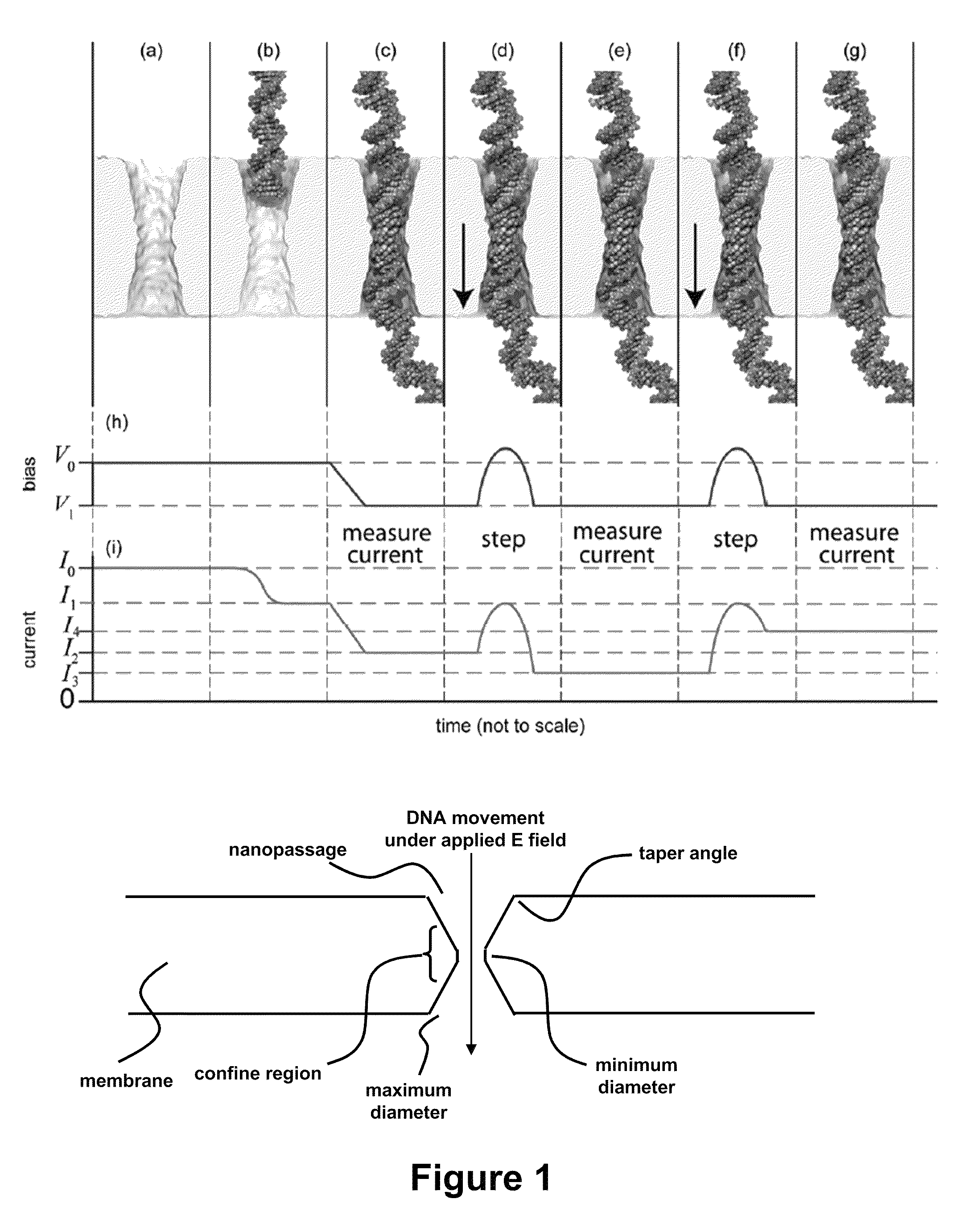 Characterizing stretched polynucleotides in a synthetic nanopassage