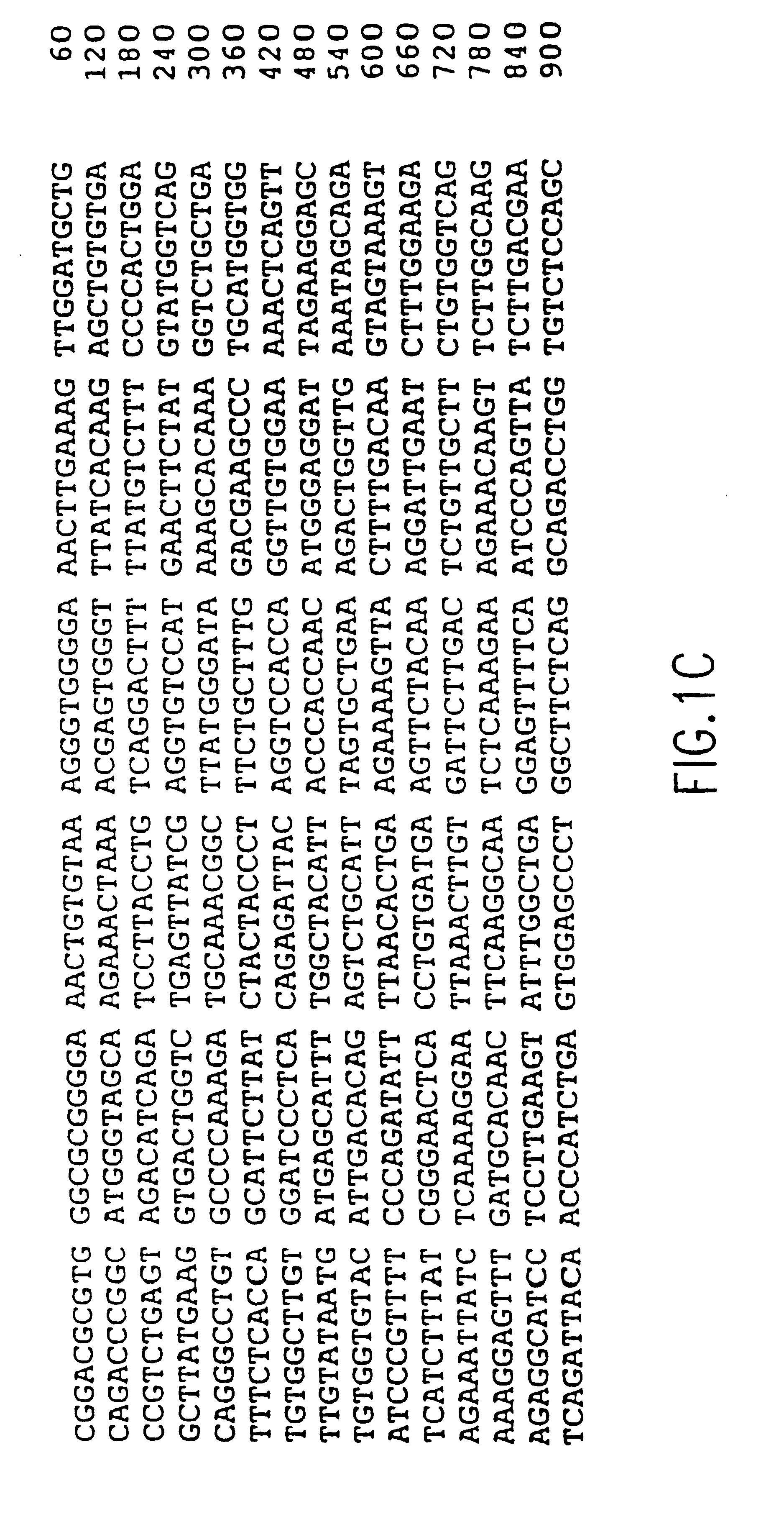 Mammalian and human REC2