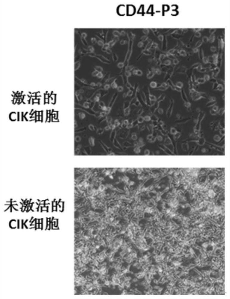 Antigen epitope polypeptide cd44-p3 based on prostate cancer stem cell marker cd44 and its application