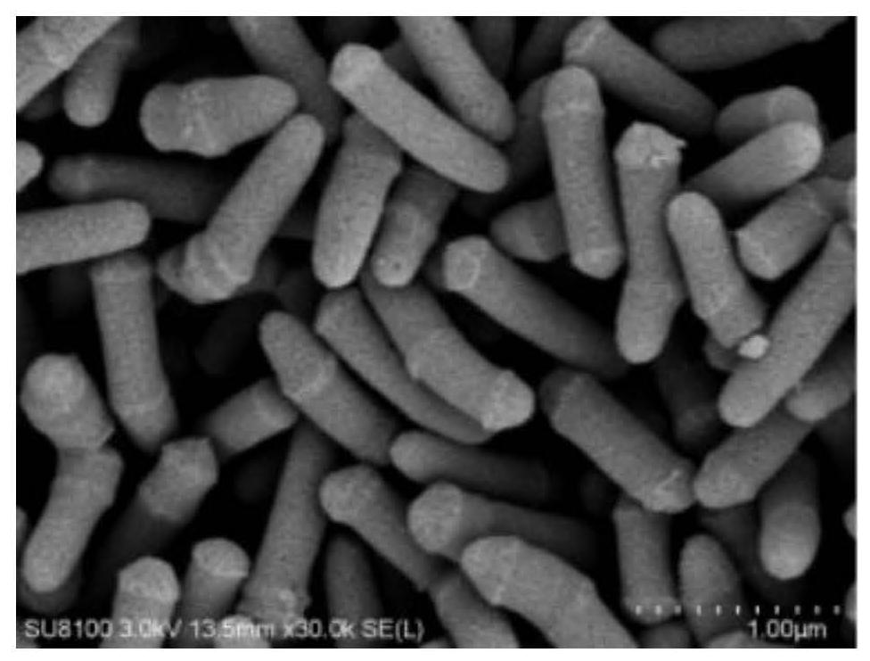 Salt-tolerant growth-promoting microbacterium, application thereof and viable bacterium preparation based on salt-tolerant growth-promoting microbacterium