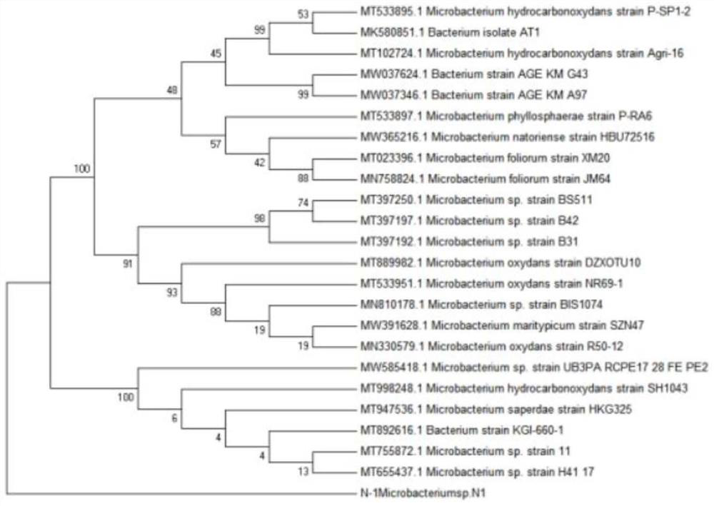 Salt-tolerant growth-promoting microbacterium, application thereof and viable bacterium preparation based on salt-tolerant growth-promoting microbacterium