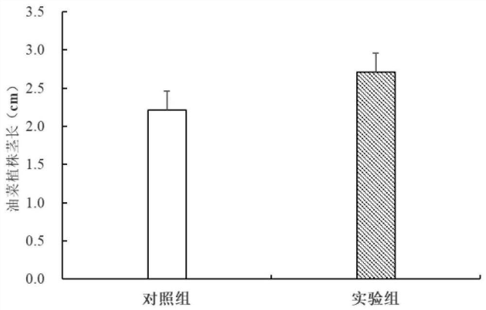 Salt-tolerant growth-promoting microbacterium, application thereof and viable bacterium preparation based on salt-tolerant growth-promoting microbacterium