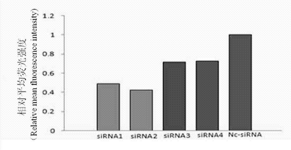 Pig Xist (X inactive specific transcript) gene sequence, pig anti-Xist siRNA (small interfering ribose nucleic acid) sequence and method for improving pig cloning efficiency through inhibiting Xist gene expression