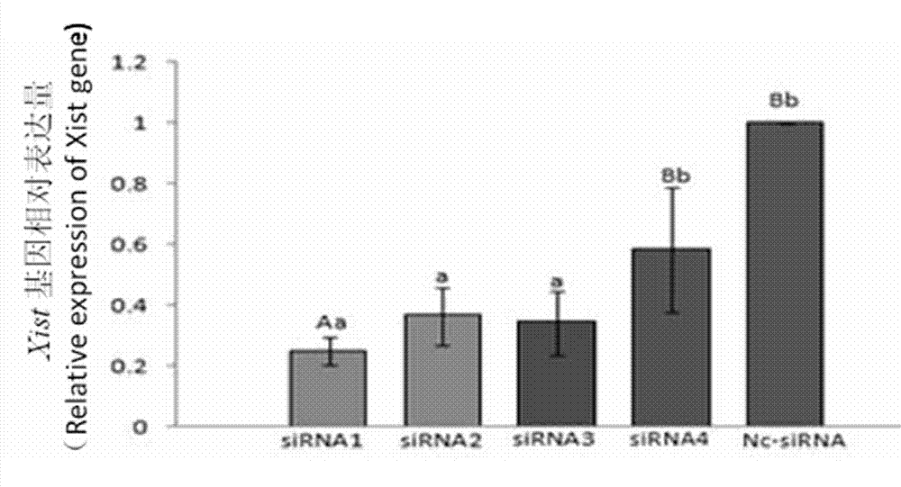 Pig Xist (X inactive specific transcript) gene sequence, pig anti-Xist siRNA (small interfering ribose nucleic acid) sequence and method for improving pig cloning efficiency through inhibiting Xist gene expression