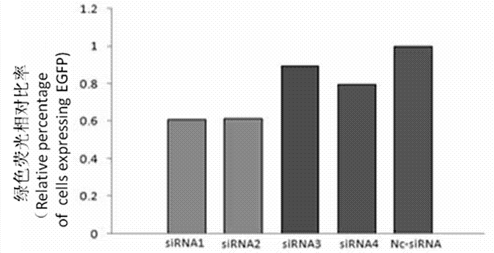 Pig Xist (X inactive specific transcript) gene sequence, pig anti-Xist siRNA (small interfering ribose nucleic acid) sequence and method for improving pig cloning efficiency through inhibiting Xist gene expression