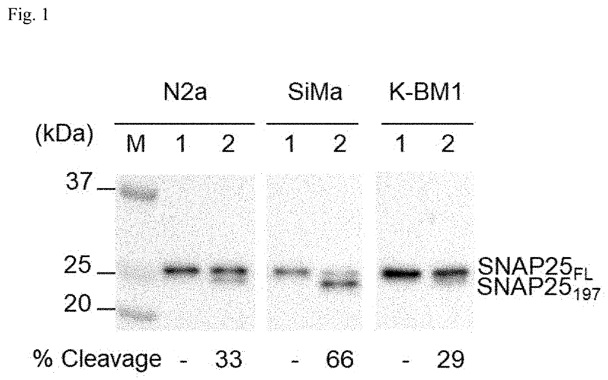 Cell-based method for determining an activity of botulinum toxin