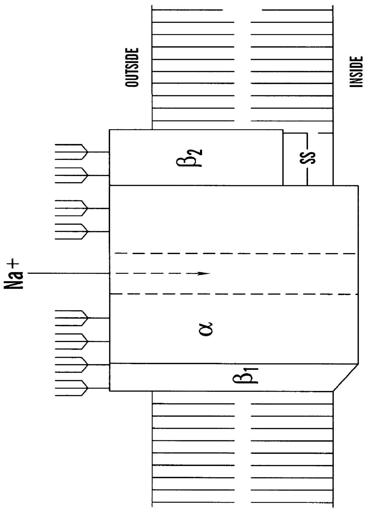 CDNA fragments corresponding to voltage gated sodium channel genes expressed in peripheral nerve