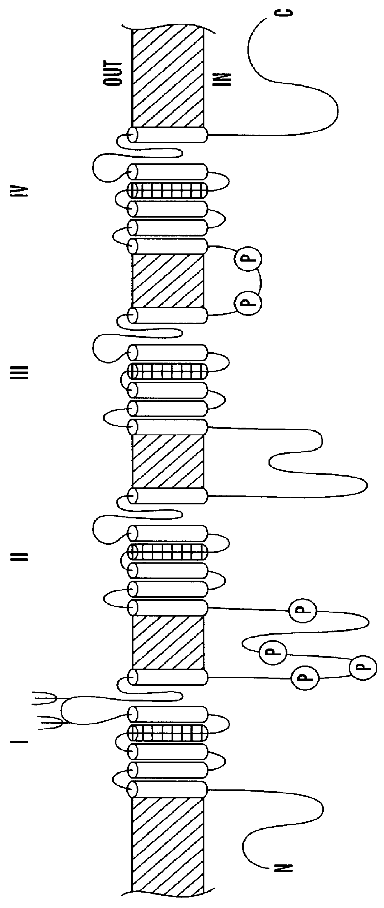 CDNA fragments corresponding to voltage gated sodium channel genes expressed in peripheral nerve