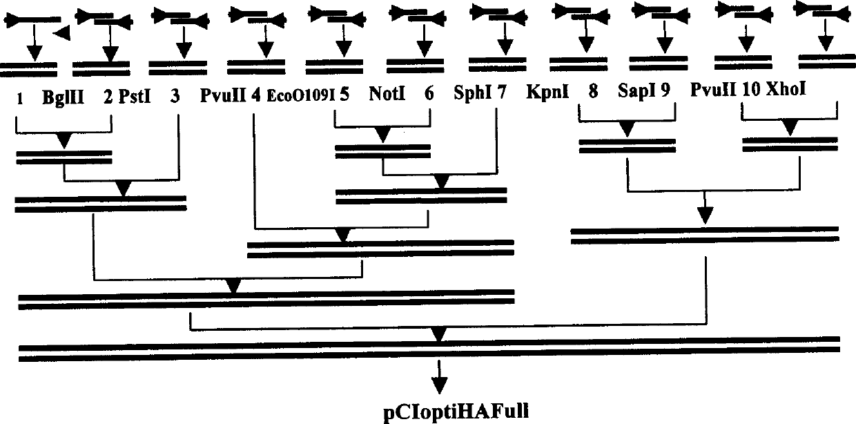 Gene encoding hemagglutinin protein of H5 avian influenza virus and its application