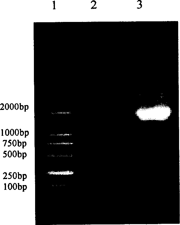 Gene encoding hemagglutinin protein of H5 avian influenza virus and its application