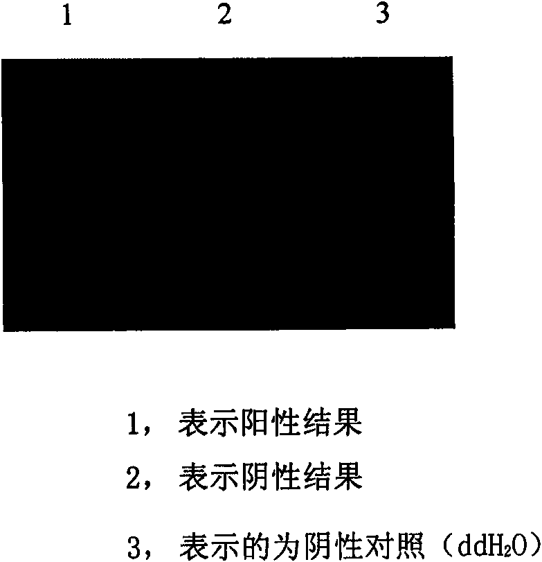 H3 subtype flu quick-detecting type classifying method based on RT-LAMP technology