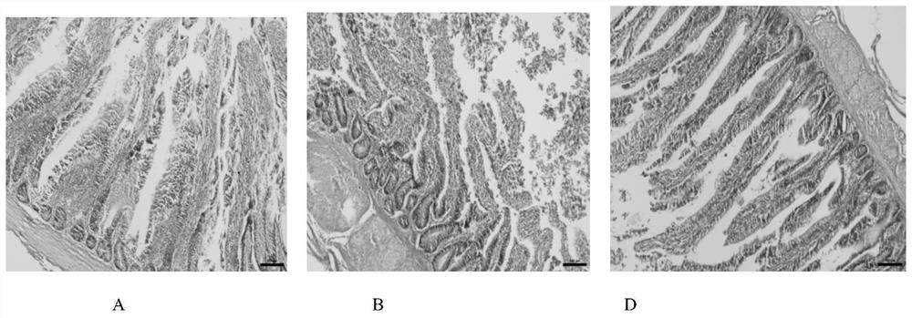 Aflatoxin detoxification composition as well as preparation method and application thereof