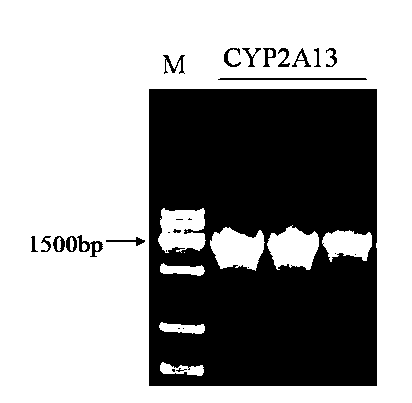 Human lung cell BEAS-2B/CYP2A13, and preparation method and application thereof