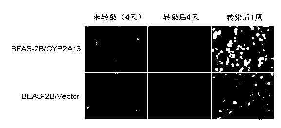 Human lung cell BEAS-2B/CYP2A13, and preparation method and application thereof