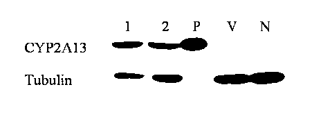 Human lung cell BEAS-2B/CYP2A13, and preparation method and application thereof