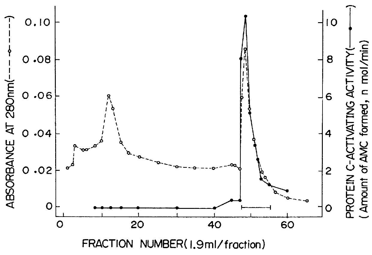 Peptide having an ability to promote the activation of protein C by thrombin