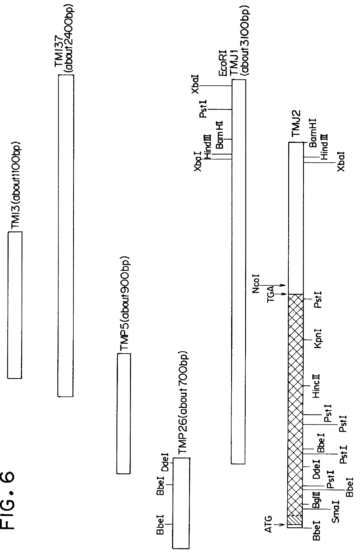 Peptide having an ability to promote the activation of protein C by thrombin