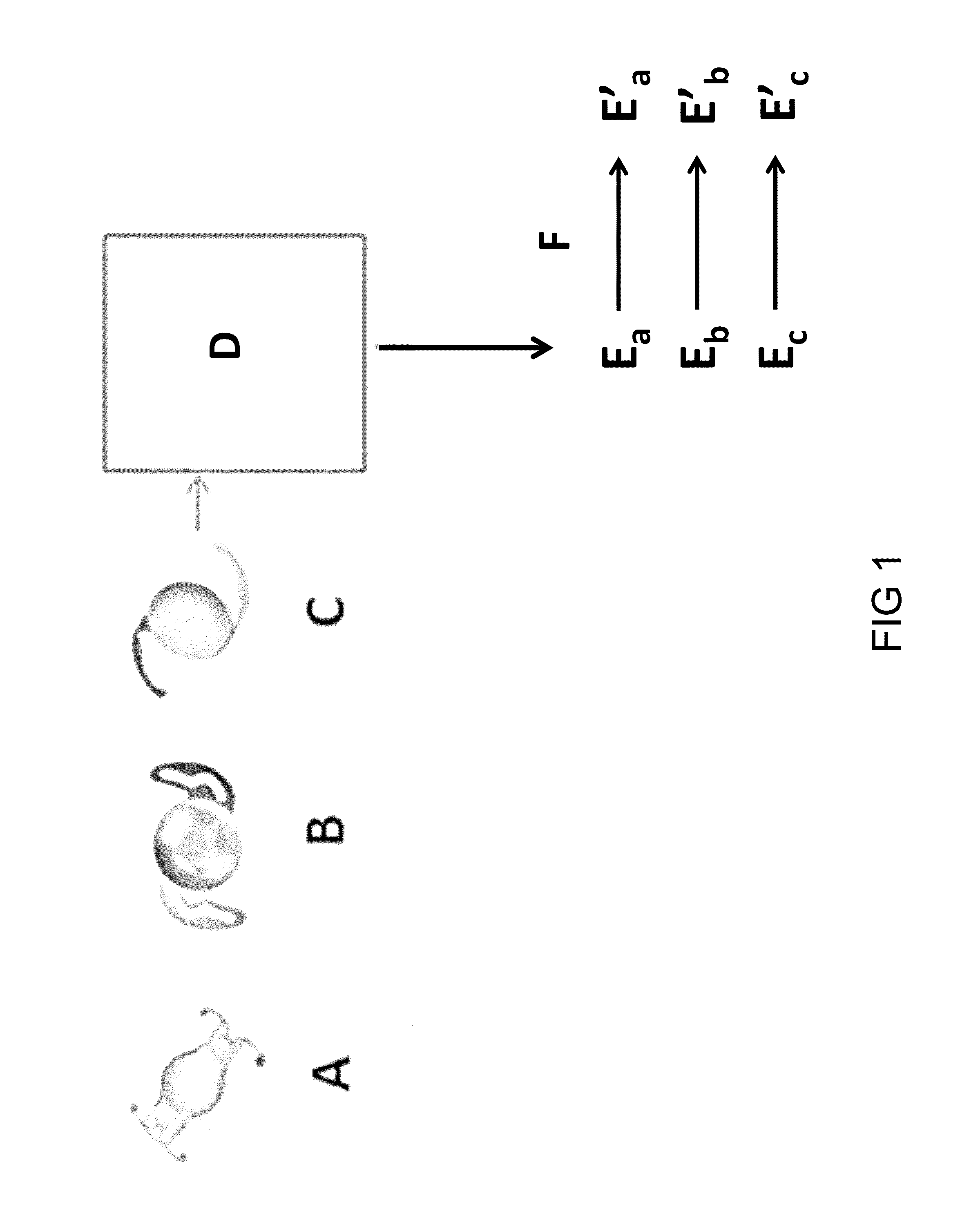 Intra-ocular lens optimizer