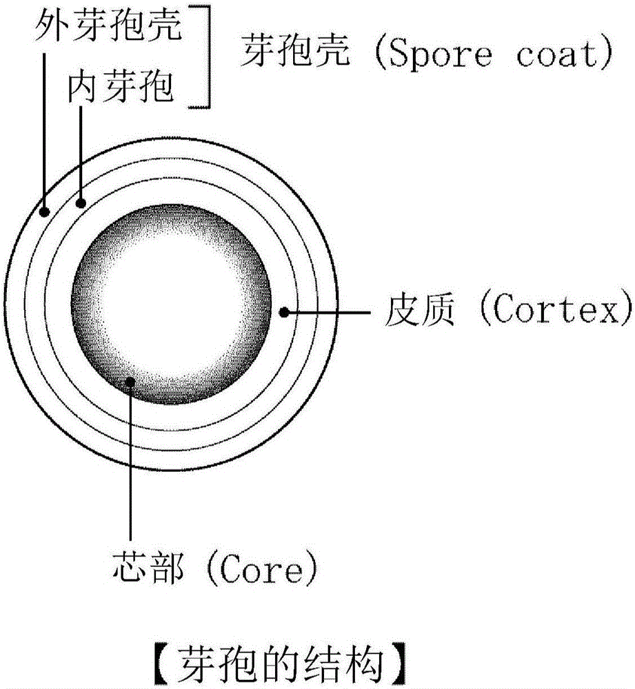 Method of sterilizing or inactivating heat-resistant spore-forming bacteria