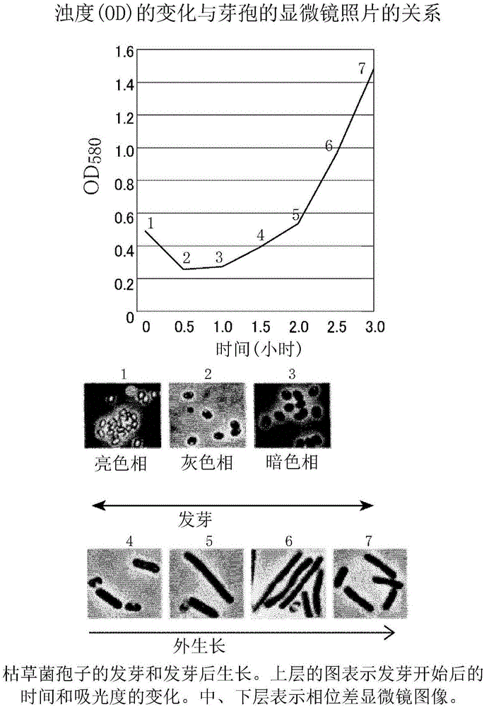 Method of sterilizing or inactivating heat-resistant spore-forming bacteria