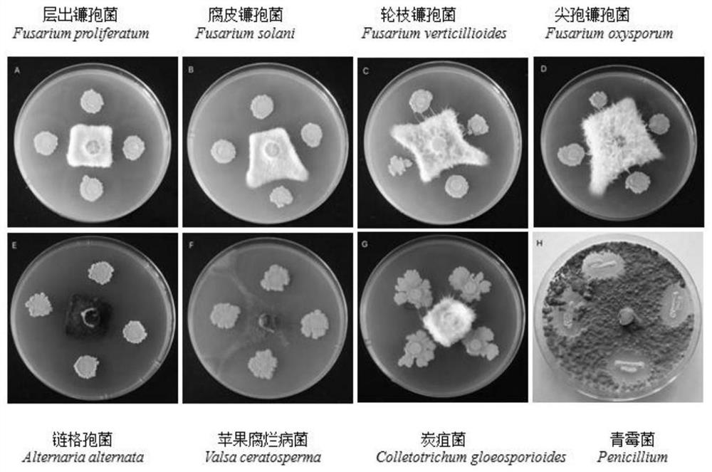 A strain of Bacillus amyloliquefaciens and its application in the prevention and treatment of apple cropping obstacles