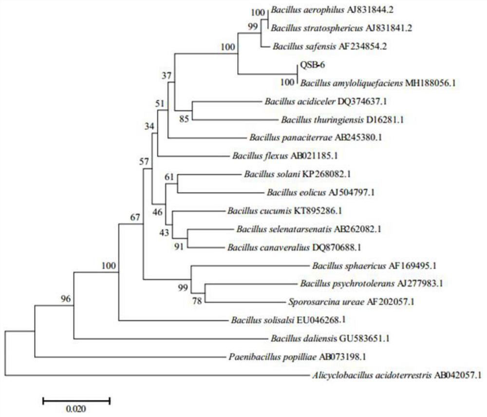 A strain of Bacillus amyloliquefaciens and its application in the prevention and treatment of apple cropping obstacles