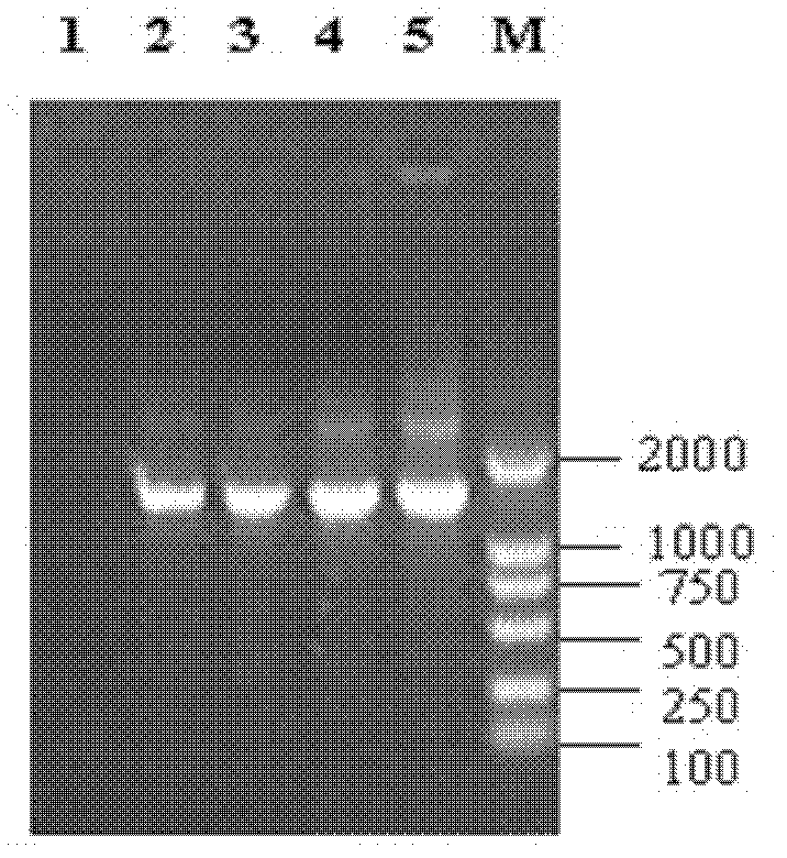 Screening and application of probiotic Enterococcus faecium